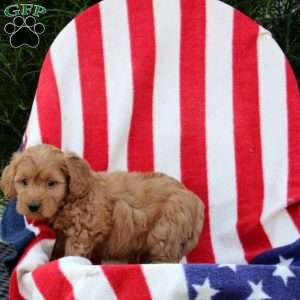 Akeem, Morkie-Poo Puppy